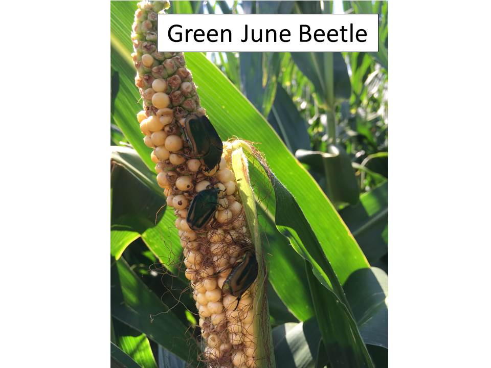 Green june beetle