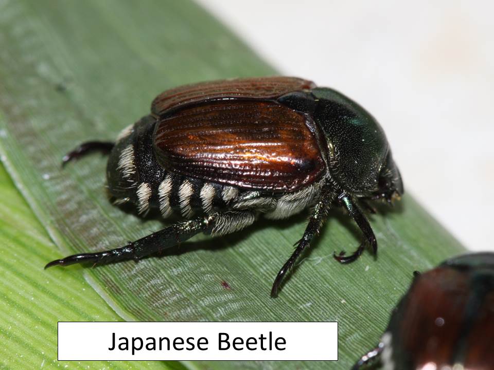 Japanese Beetle