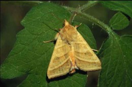 Figure 1: Tobacco budworm adult