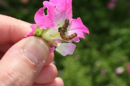 Figure 4: Tobacco budworm larva (caterpillar) feeding on petals of petunia flower