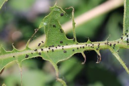 Figure 5: Black fecal deposits ("caterpillar poop") associated with tobacco budworm larva (caterpillar) feeding