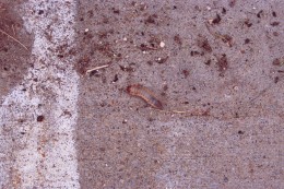 Fig 3: Larva (grub) of green June beetle crawling on its back.