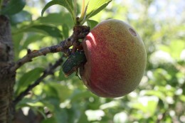 Fig 2: Adult green June beetle feeding on fruit.