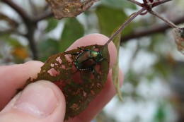 Fig 2: Japanese beetle adult. Note tufts of white hairs on median of abdomen.