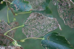 Fig 3: Japanese beetle adult feeding damage.