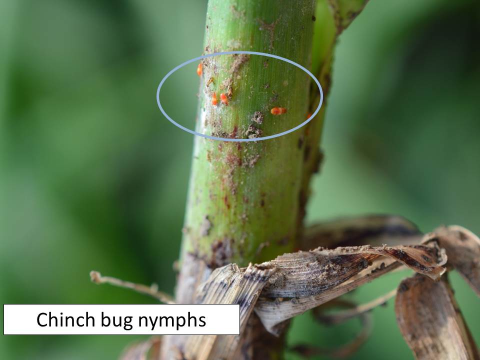 chinch bug nymps2