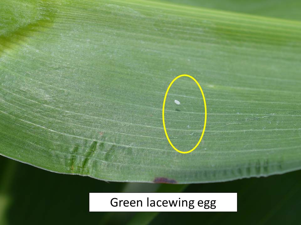 lacewing egg