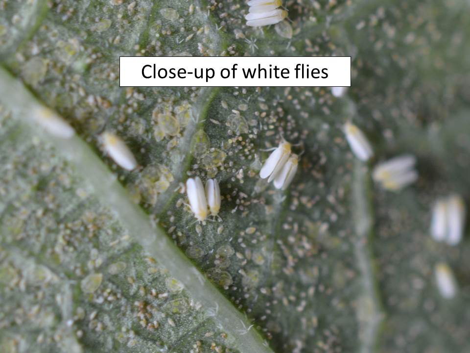 white fly close