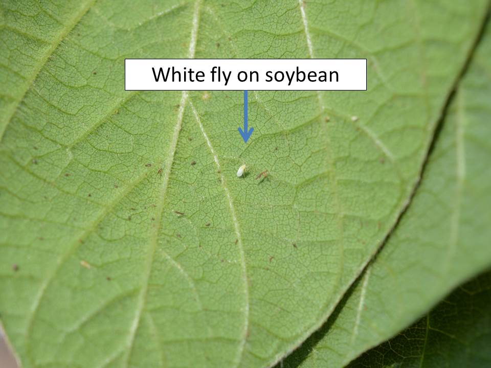 whitefly soybean