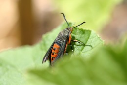 Figure 1: Squash vine borer adult