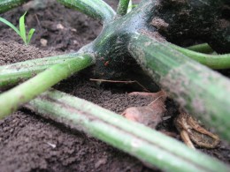 Figure 2: Squash vine borer eggs located at base of plant