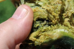 Figure 3: Young larva of squash vine borer