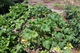 Figure 5: Plants wilting due to squash vine borer larval feeding