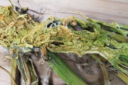 Figure 6: Moistened frass or fecal matter inside infested plant stem