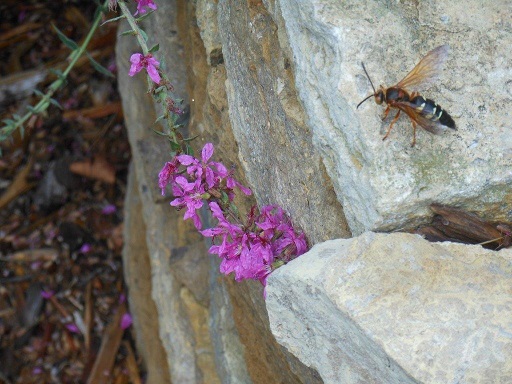 Figure1CicadaKillerAdult (Daniel Gilrein)