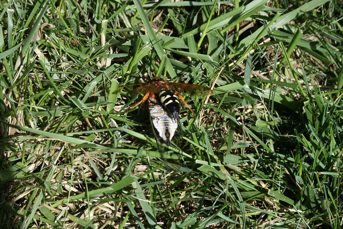 Figure2CicadaKillerFemaleTransportingParalyzedCicadaToBurrow (Raymond Cloyd)