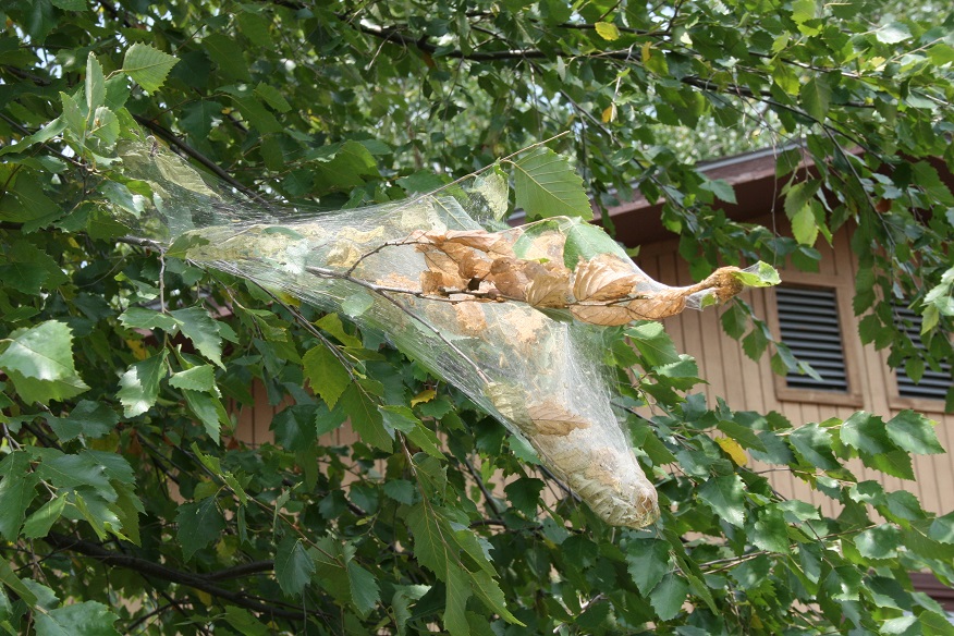 Figure 1. Fall webworm nest on birch tree (Raymond Cloyd)