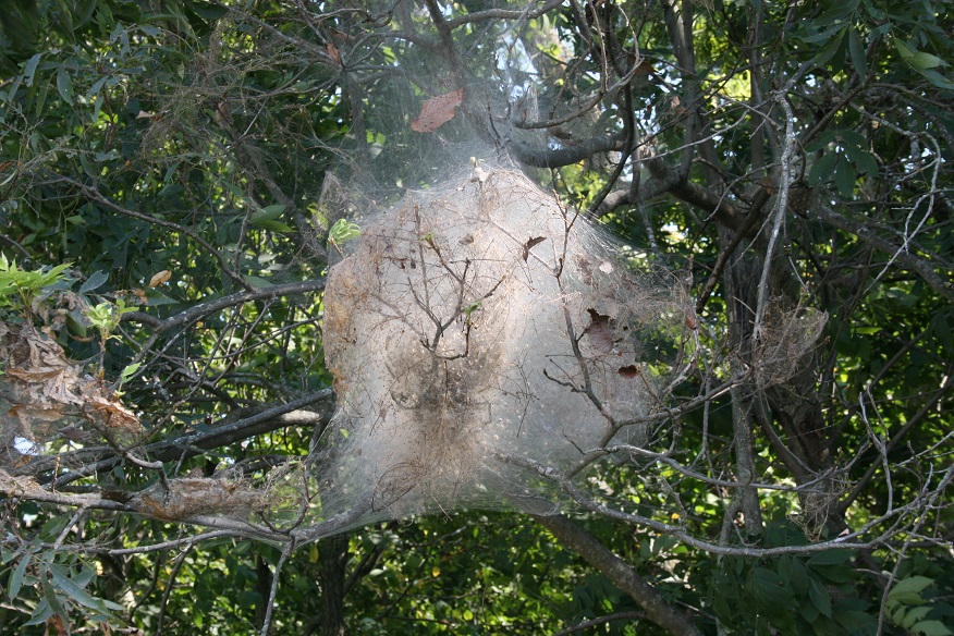 Figure 2. Fall webworm nest and accompanying feeding damage (Raymond Cloyd)