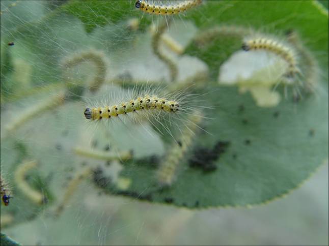 Figure 3. Close-up of fall webworm caterpillar (Raymond Cloyd)