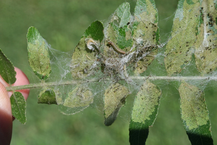 Figure 1. Mimosa Webworm Caterpillars Feeding On Leaves (Raymond Cloyd)