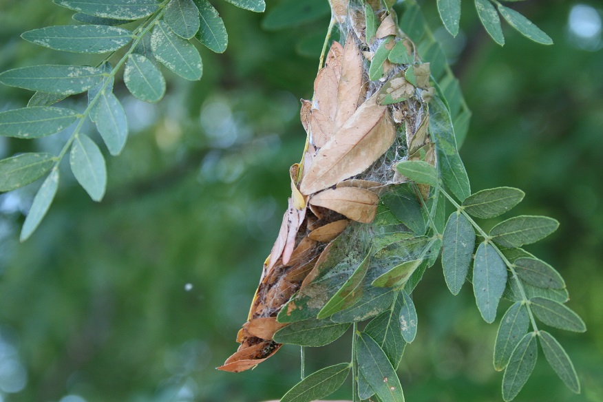 Figure 2. Mimosa Webworm Webbing On Branch End (Raymond Cloyd)