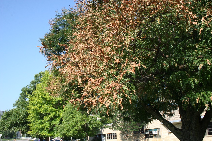 Figure 3. Mimosa Webworm Feeding Damage (Raymond Cloyd)