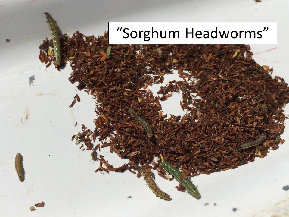 Sorghum headworms_small