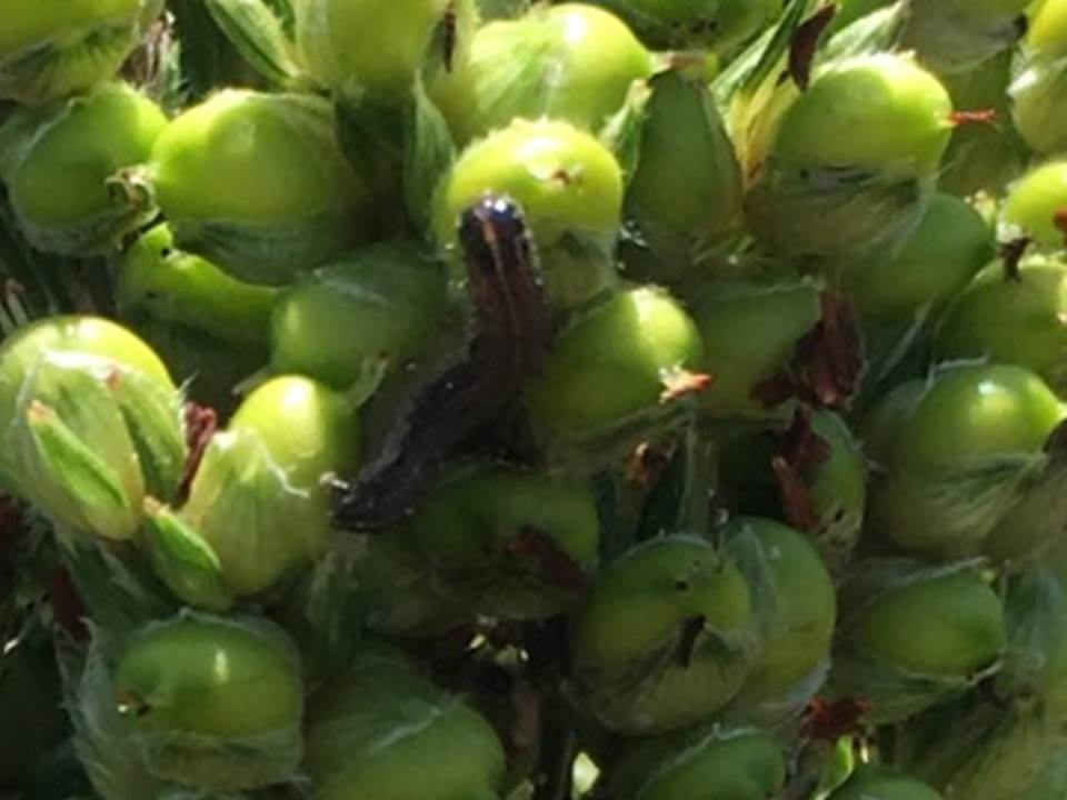 Sorghum hedworm_single