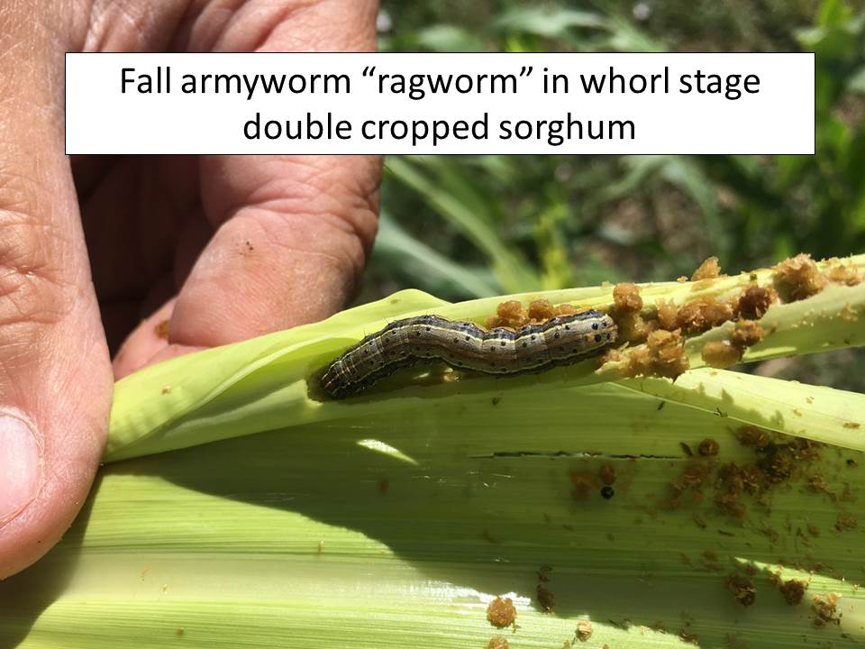 fall armyworm_sorghum