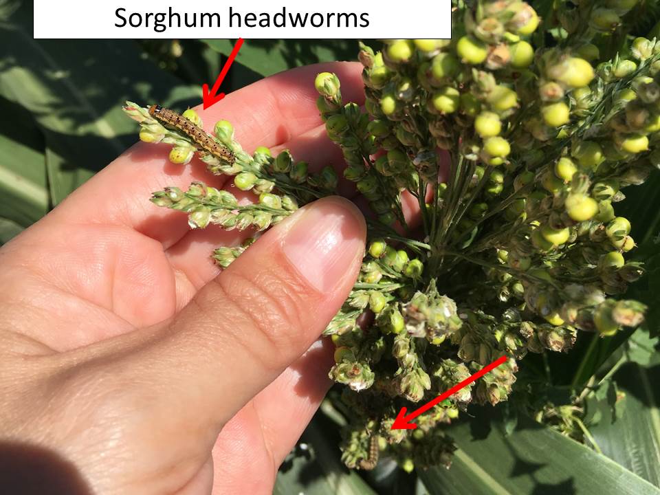 sorghum headworms