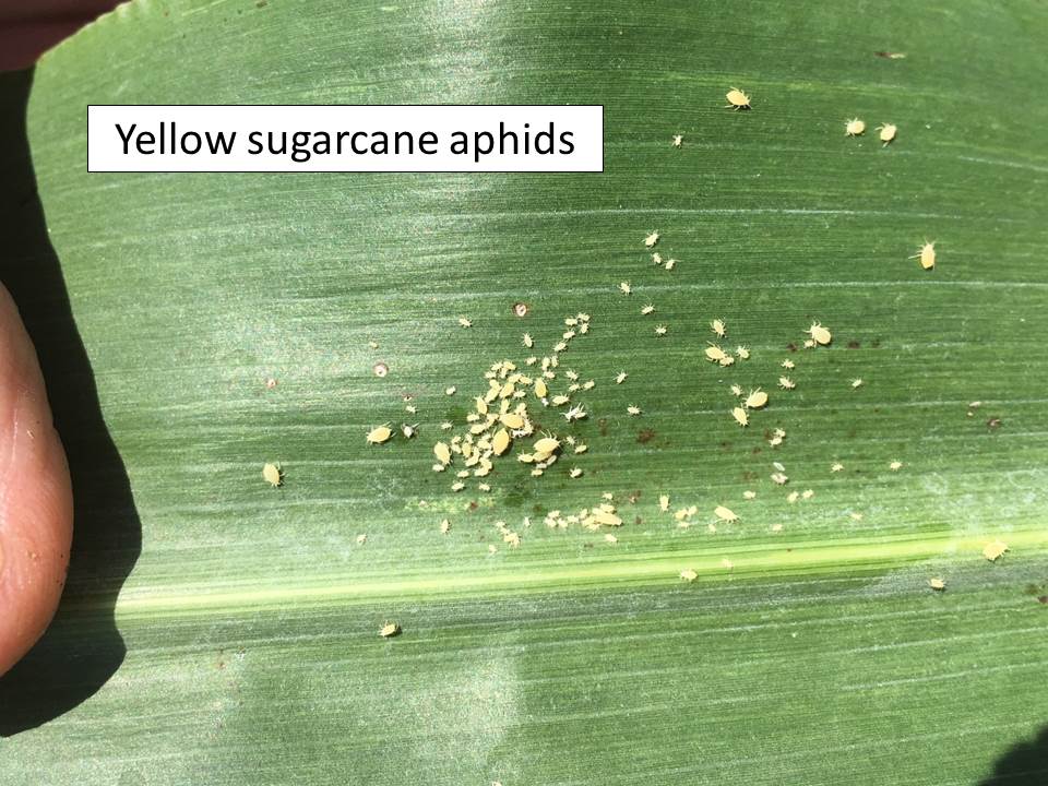 Yellow sugarcane aphids