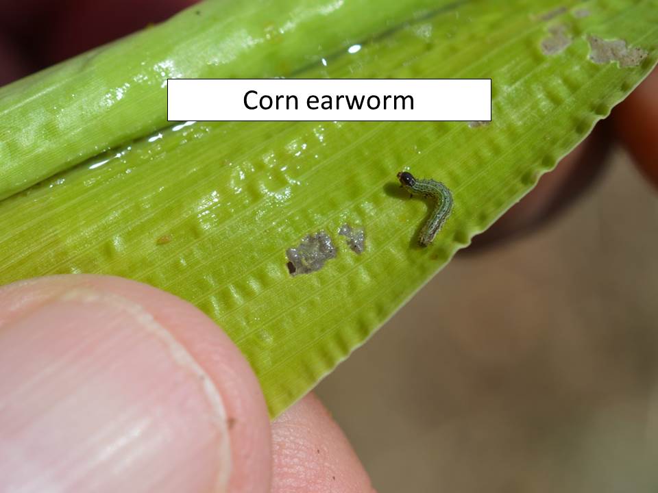 corn earworm_ragworm