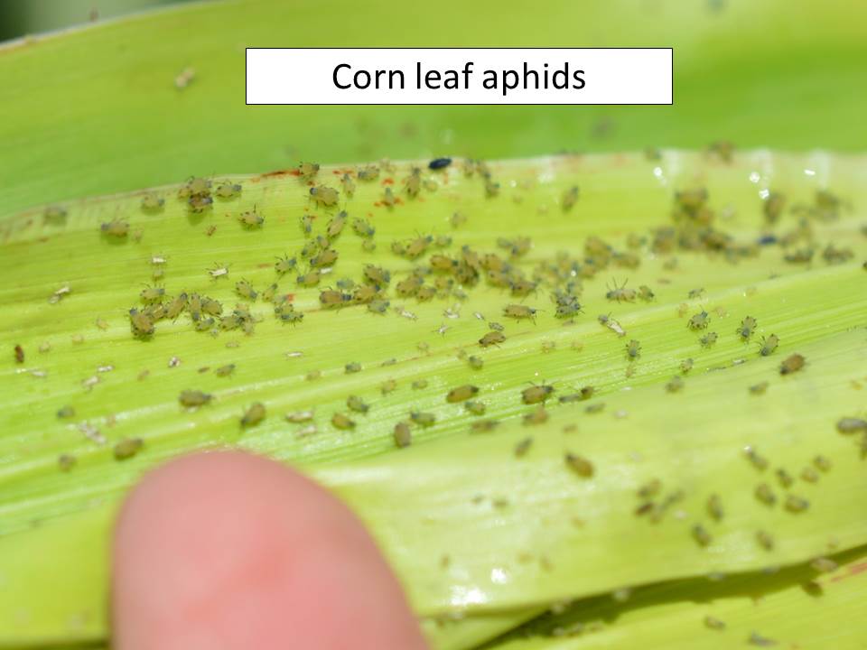 corn leaf aphids
