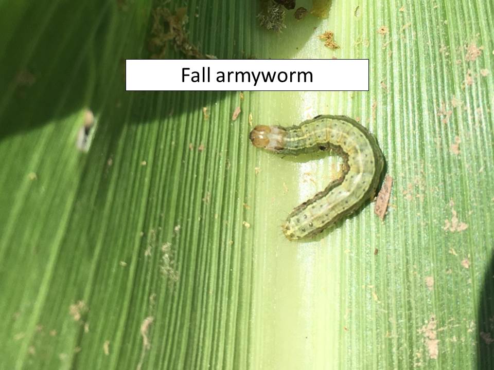fall armyworm_ragworm