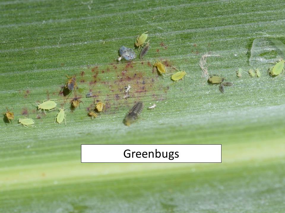 greenbugs