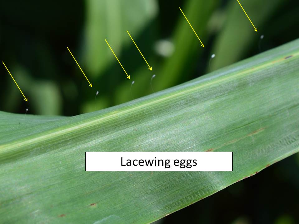 lacewing eggs