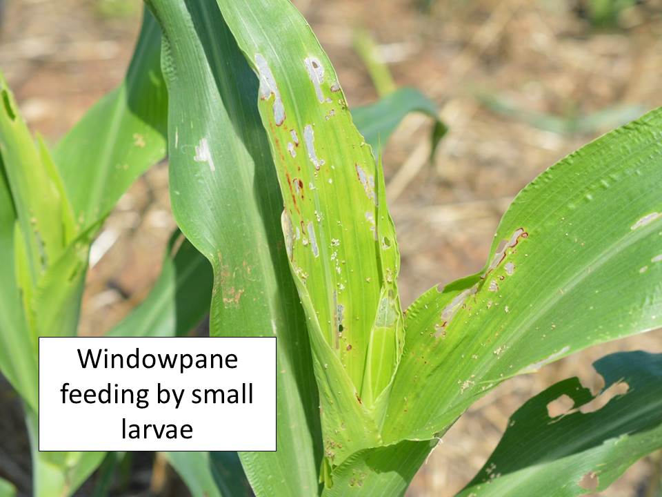 windowpane ragworm