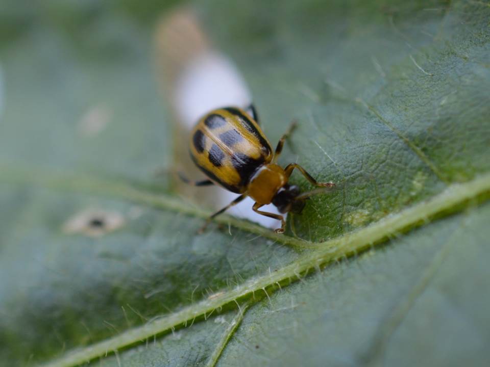 Bean leaf beetle