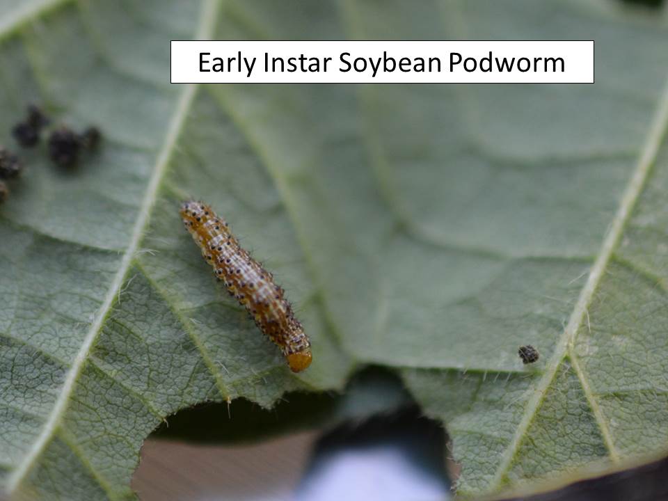 Soybean podworm