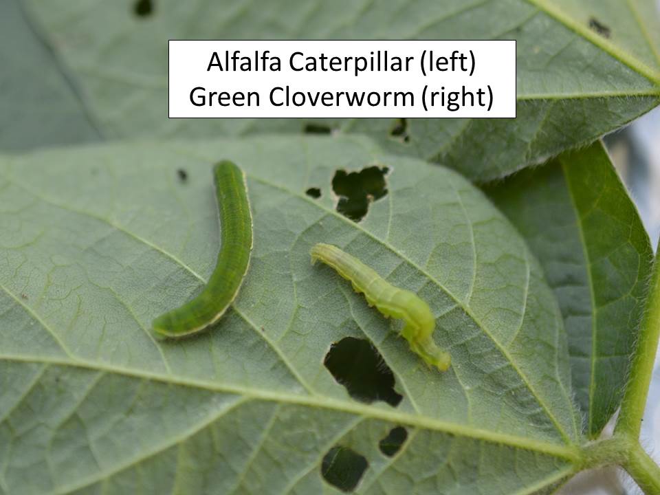 alfalfa caterpillar and green cloverworm