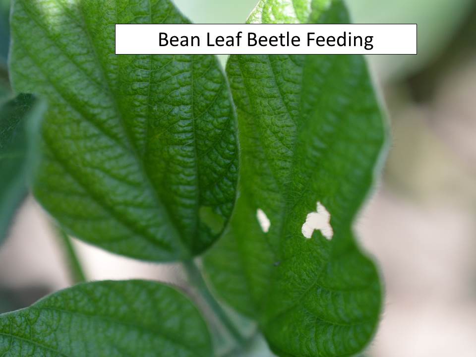 bean leaf beetle feeding