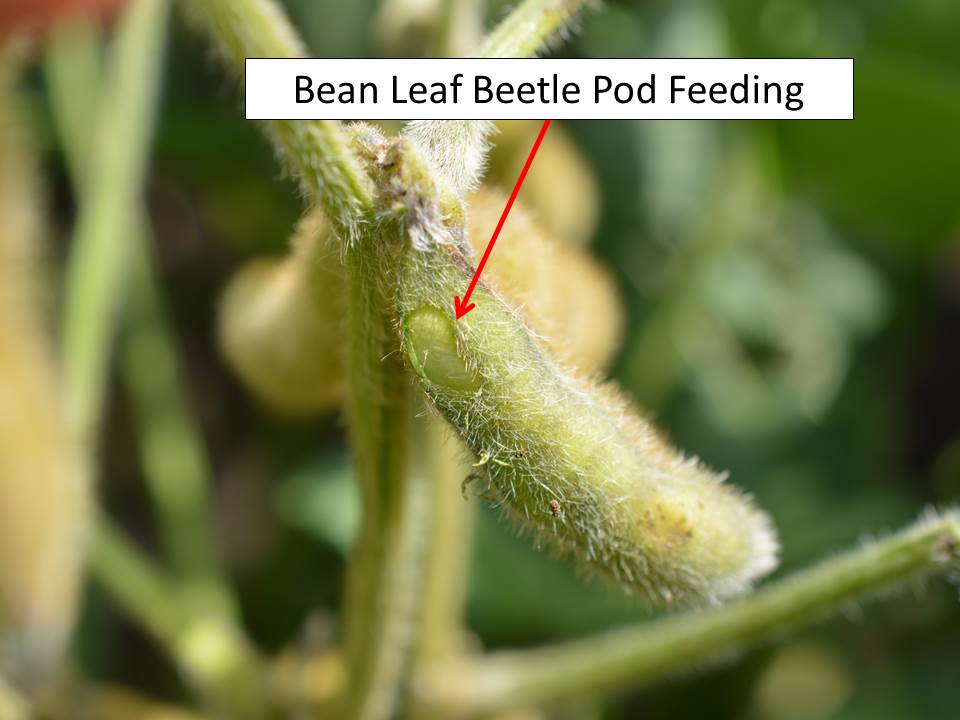 bean leaf beetle pod feeding