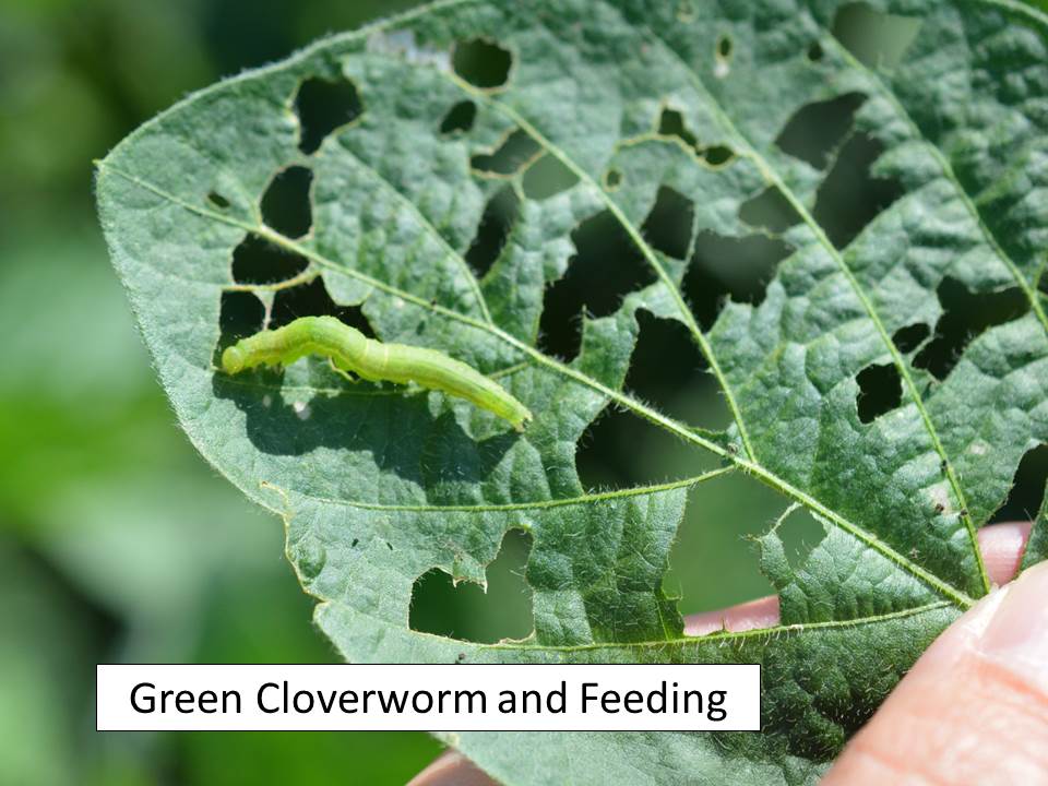 green cloverworm_feeding