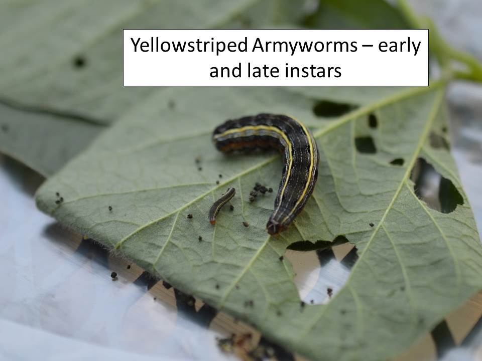 yellowstriped armyworm