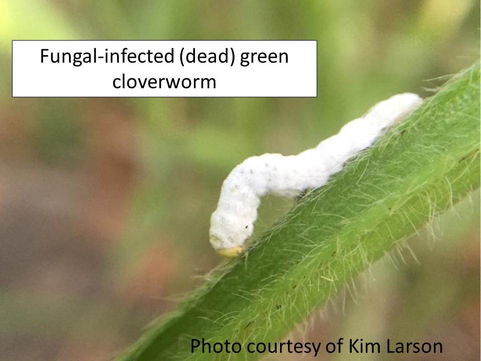 fungal GCW