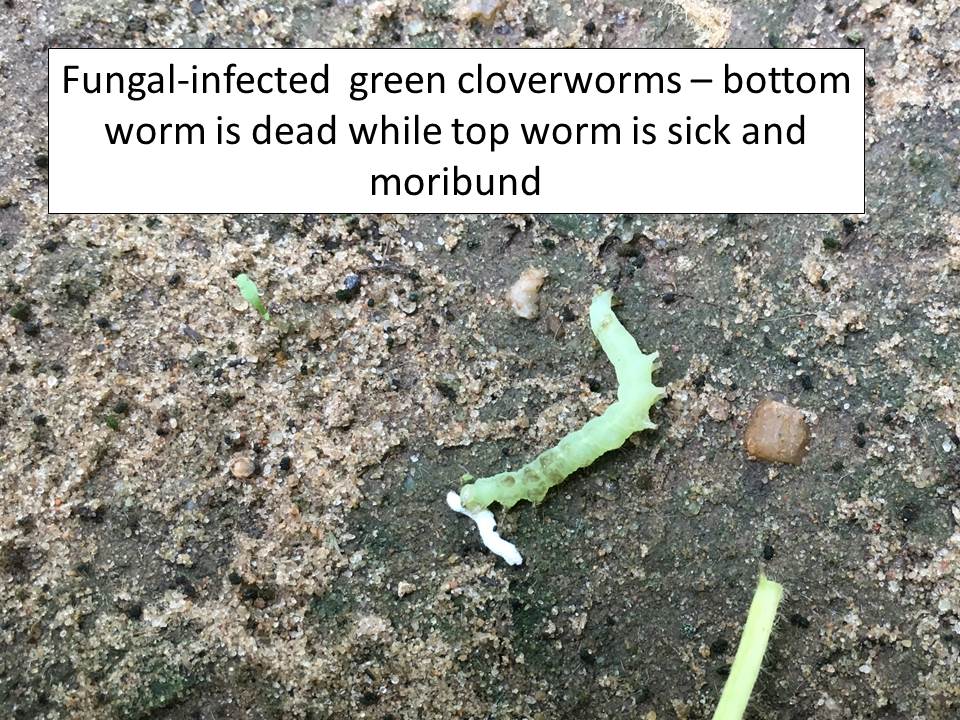 fungal GCWs