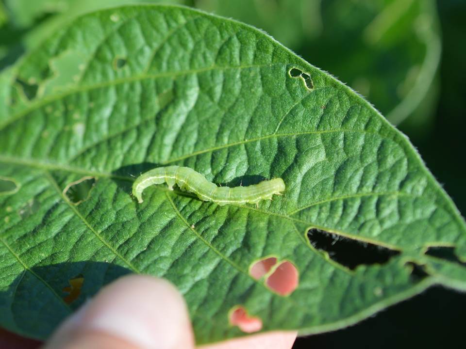 green cloverwomr larva