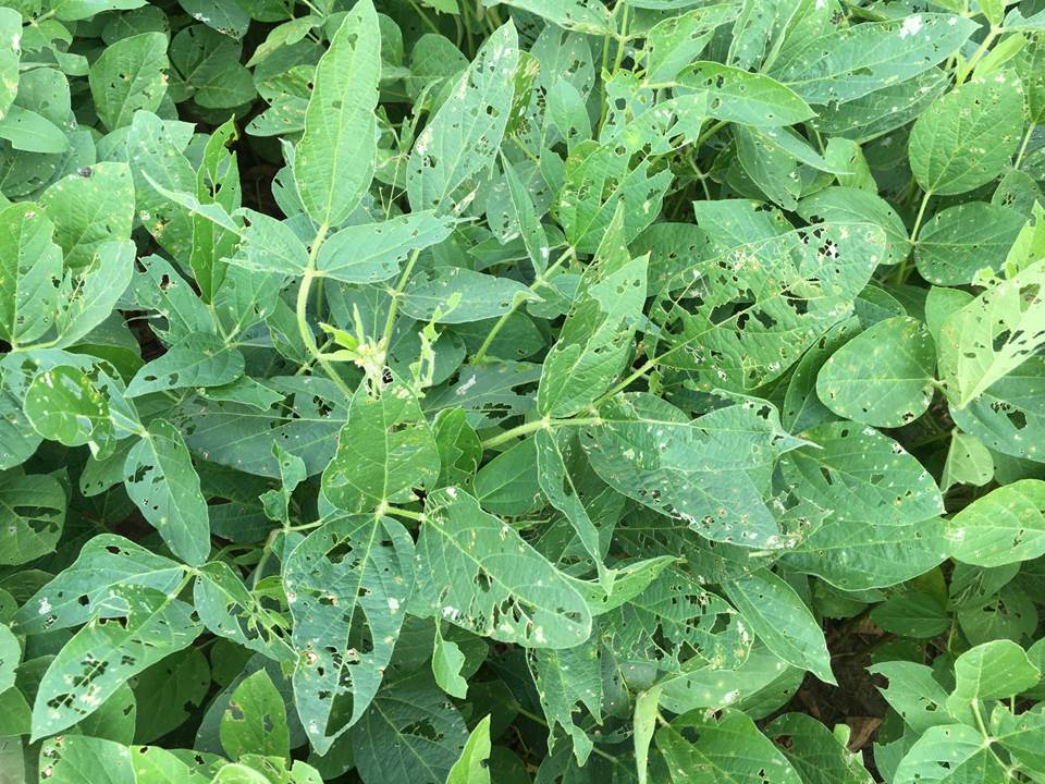 soybean defoliation