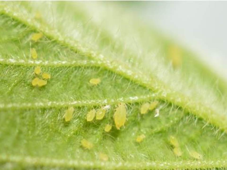 soybean aphids