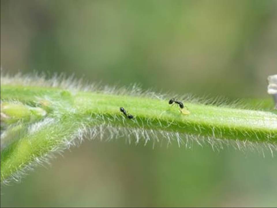 soybean aphids_ants